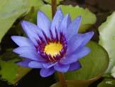 unknow artist Realistic Violet Water Lily oil painting image